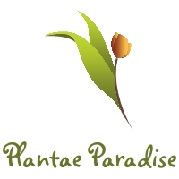 PlantaeParadise Logo